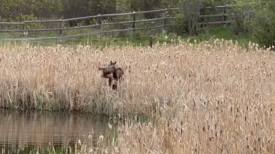 Baby Moose Rescued from Pond Near Calgary in Heartwarming Operation