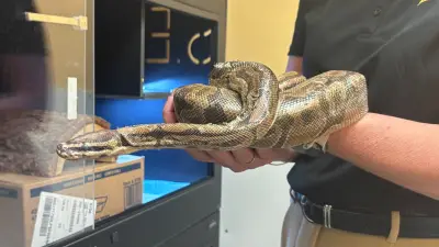 Ball Python Survives Trip into Windsor Sewage Plant