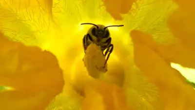 Barrie Launches Pollinator Week Photo Contest with Cash Prizes