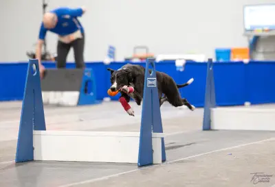 Barrie News: Canadian Flyball Team Represents at FOWC Championship