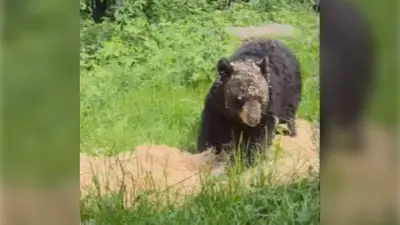 Bear Paddington Enjoys Pine Shavings at Aspen Valley Sanctuary