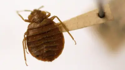 Bedbugs Infest USDA Pest-Control Agency After Mass Layoffs