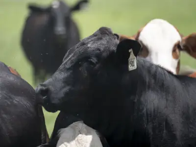 Beef Prices Hit Record in May as Screwworm Threat Looms Over Supply