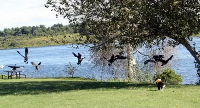 Border collies keep Toronto soccer pitches geese-free during FIFA World Cup