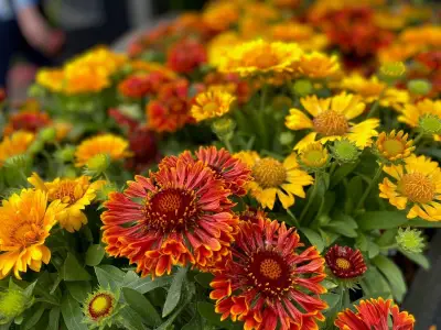 Brian Minter: Help Your Garden Survive Extreme Heat by Focusing on Soil
