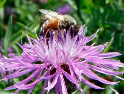 Bumblebees show advanced problem-solving skills in new experiment