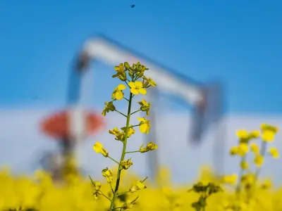 Canada's Canola Finds Fastest-Growing Market in Energy Sector