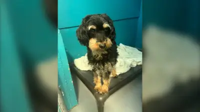 Cross-Country Pet Mystery Ends After Vancouver Island Arrest