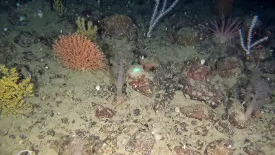 Deep-Sea World Thrives Under Newfoundland's Coast