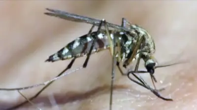 Dermatologist Shares Tips to Treat Mosquito Bites Effectively
