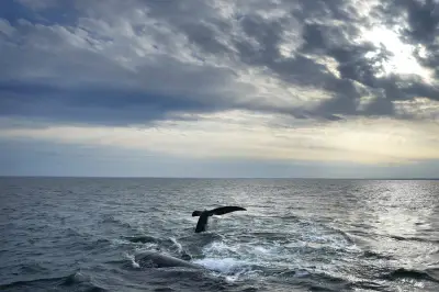 Endangered Right Whale Entangled in Gear Spotted Again in Gulf of St. Lawrence