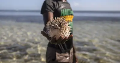 Greek Fishermen Battle Invasive Pufferfish Threatening Mediterranean Ecosystem