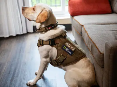 Halton Police Welcome K9 Cache: Electronic Detection Dog Joins Force
