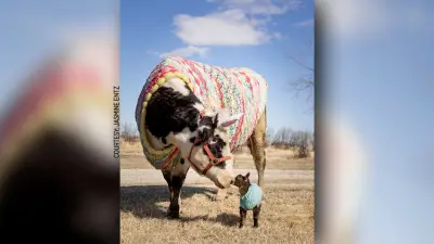 Hobby Farmer Crocheting Sweaters for Dairy Cow and Goat in Alberta