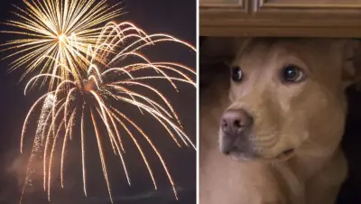 How to Calm Your Pets During Fireworks: Expert Tips for Canada Day