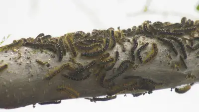 How to Handle Caterpillar Population Explosion in Your Yard