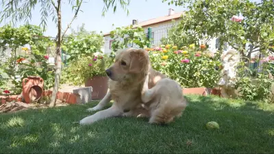 How to Protect Your Pet from Fleas: Expert Tips and Advice