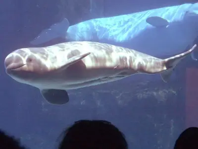 Marineland Beluga Whales to Be Relocated to US and Spain Under Federal Plan