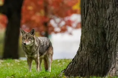 Markham Residents Warned After 3 Coyote Incidents in Parks