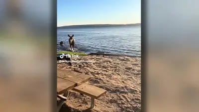 Moose and Calf Surprise Vacationers in Sundridge Backyard