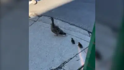 Mother duck reunited with ducklings after Saskatoon storm sewer rescue