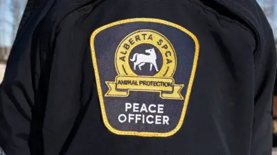 Mutilated Cat Found on Chestermere Path; RCMP Investigates Animal Cruelty