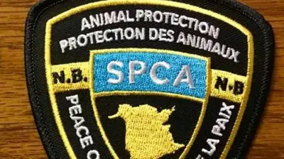 N.B. SPCA seeks witnesses after dog dragged behind vehicle