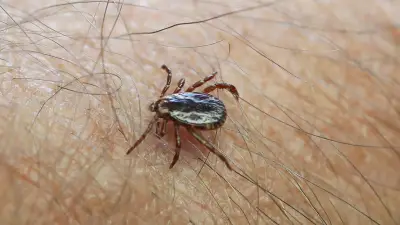 New Brunswick Blacklegged Tick Exposures Tripled in April, New Tracker Shows