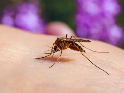 New Culex Pipiens Mosquito Arrives in Edmonton; Expert Tips to Protect Your Yard