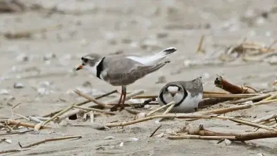 Newly-Hatched Piping Plover Chicks Die on Barrie Beach