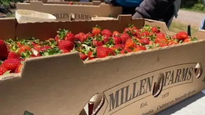 Nova Scotia Strawberry Season Off to Slow but Promising Start