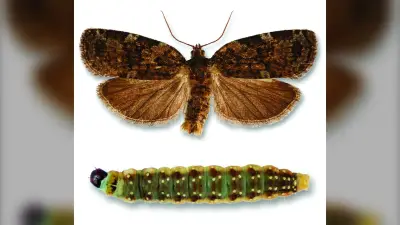 Nova Scotia’s Top Doctor Defends Spruce Budworm Plan Safety