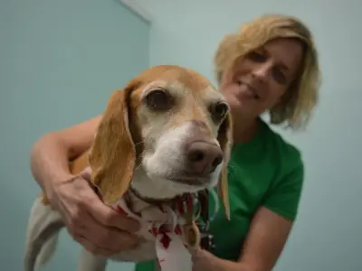 Ontario bans unnecessary pet surgeries: declawing, ear cropping, devocalization