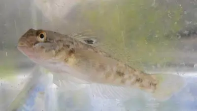 Ontario Invests in Invasive Species Prevention to Protect Great Lakes