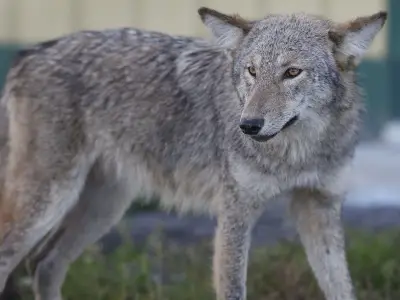 Ottawa Closes Orléans Park After Coyote Attack on Teen