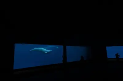 Ottawa endorses plan to move Marineland whales to US and Spain