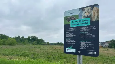 Ottawa Reopens Lalande Conservation Park After Coyote Attack