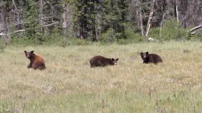 Parks Canada Enforces No-Stopping Zone on Banff Highway to Prevent Bear Jams