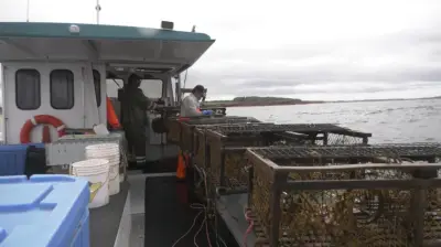 P.E.I. Lobster Fishers Work Harder for Less Money Amid Challenges
