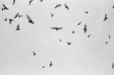 Rabies-Positive Bat Found in Dunnville Prompts Public Warning