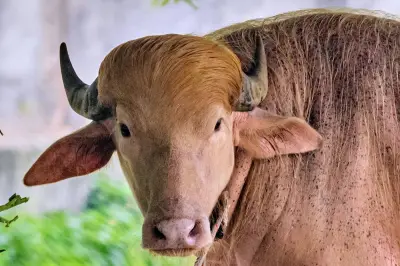 Rare albino buffalo named after Donald Trump for its blond tuft draws crowds in Bangladesh