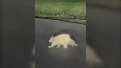 Rare Albino Porcupine Spotted in Upper Kingsclear Near Fredericton