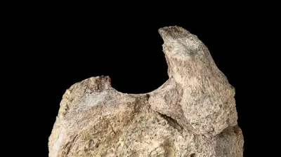 Rare Titanosaur Tail Bone Found in Antarctica After Decades in Drawer