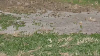 Recent Rains Bring Optimism and Challenges for Southern Alberta Farmers