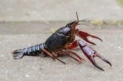 Red Swamp Crayfish: Invasive Species Threatens Ontario Waters