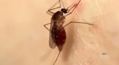 Saskatoon Warns of Increased Mosquito Activity After Rain