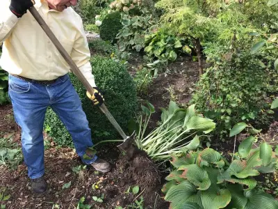 Save Money on Perennials: Expert Tips for Dividing and Bargain Hunting