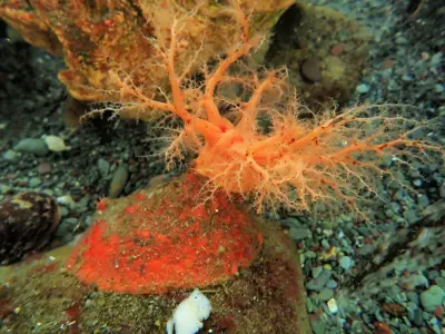 Sea Cucumbers Have 'Zombie' Flesh That Doesn't Die When Cut Off