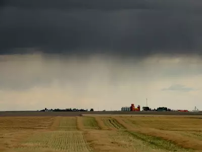 Southern Alberta Farmers Hail 'Million Dollar Rain' After Heavy Downpour