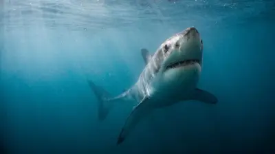 Spearfisher Killed in Third Fatal Shark Attack in Australia in 4 Weeks